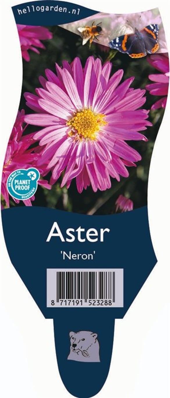 Aster 'Neron' - P11